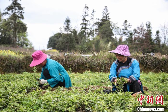 資料圖:圖為貴州三都縣村民們家門口種植南板藍(lán)根產(chǎn)業(yè)?!Ⅸi 攝 資料圖:圖為貴州三都縣村民們家門口種植南板藍(lán)根產(chǎn)業(yè)?!Ⅸi 攝