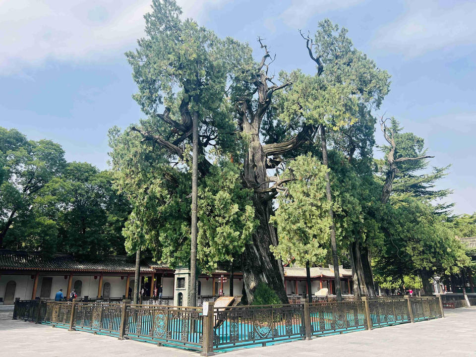 在陜北讀懂中國 10國外籍專家即將打卡陜西 在陜北讀懂中國 10國外籍專家即將打卡陜西