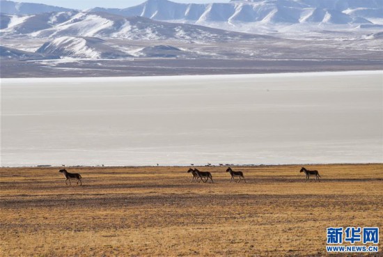 (新華全媒頭條·圖文互動)(3)跨越半個世紀的生命遷徙——西藏極高海拔生態(tài)搬遷破解人與自然共生難題