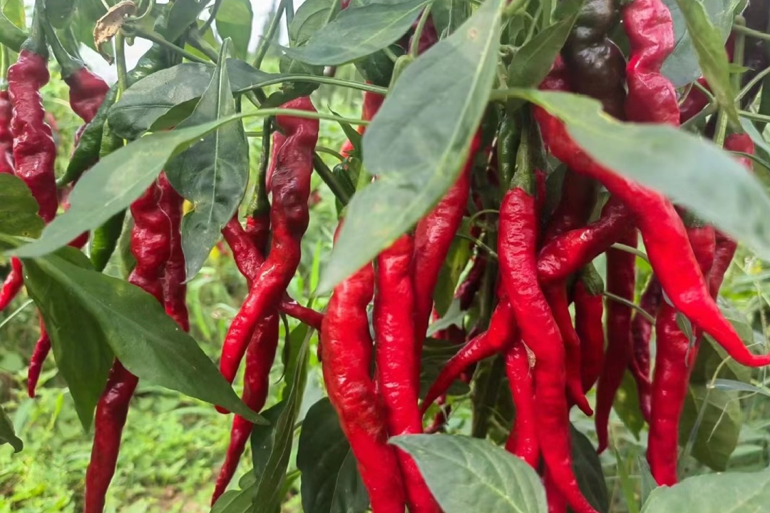 10075980385cut_img.png 圖片