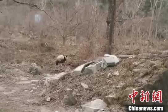 圖為野生大熊貓現(xiàn)身“熊貓村”。張忠平供圖