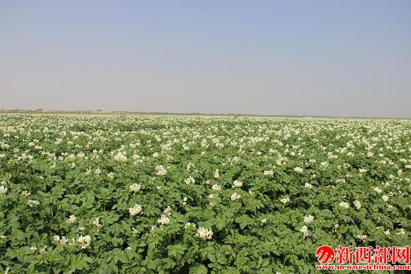 圖為榆陽(yáng)區(qū)脫毒馬鈴薯示范基地 (1).jpg