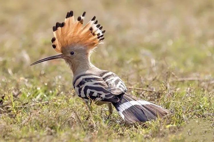 △今年5月，工作人員救助我國“三有”保護鳥類戴勝。