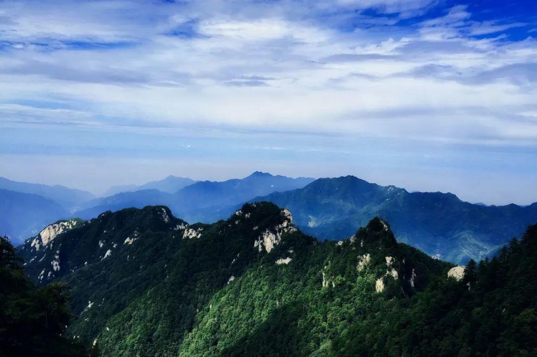 首次！亞洲黑熊“一家三口”留影秦嶺北麓