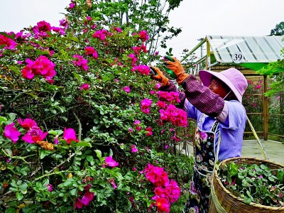 邊疆民族村寨的幸福密碼 邊疆民族村寨的幸福密碼