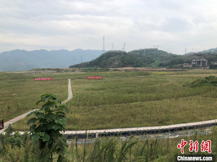 9月21日，中化涪陵化工生態(tài)環(huán)境修復(fù)基地，昔日的磷石膏渣場已完成封場閉庫、覆土復(fù)綠，綠草間點綴著波斯菊和格?；??！±罴?攝